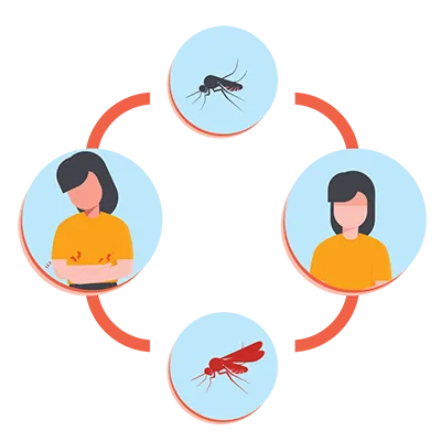 Image showing how dengue spreads