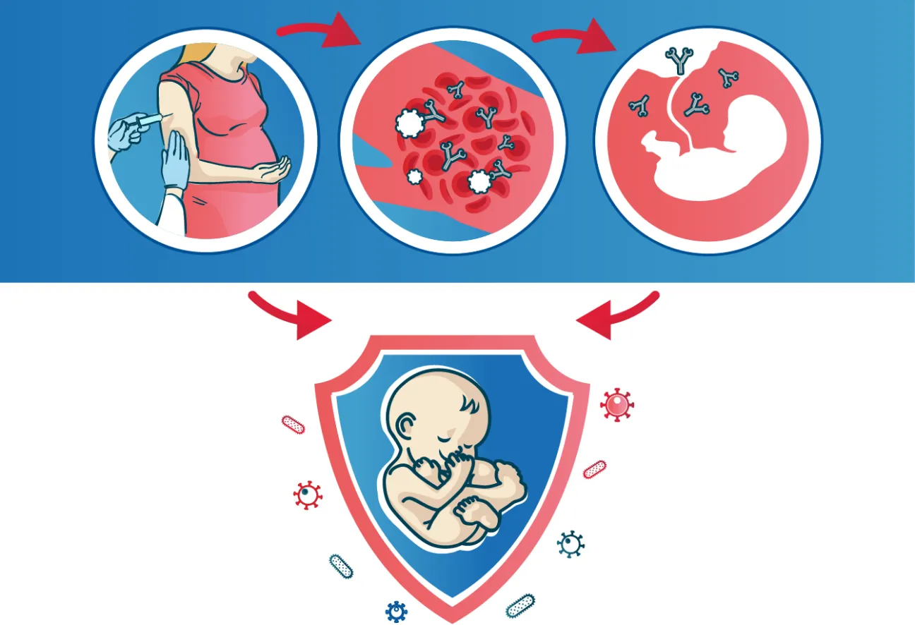 Infographic showing how vaccination during pregnancy can protect the child