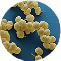 Meningococcal bacteria
