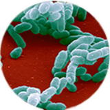 HiB bacteria 