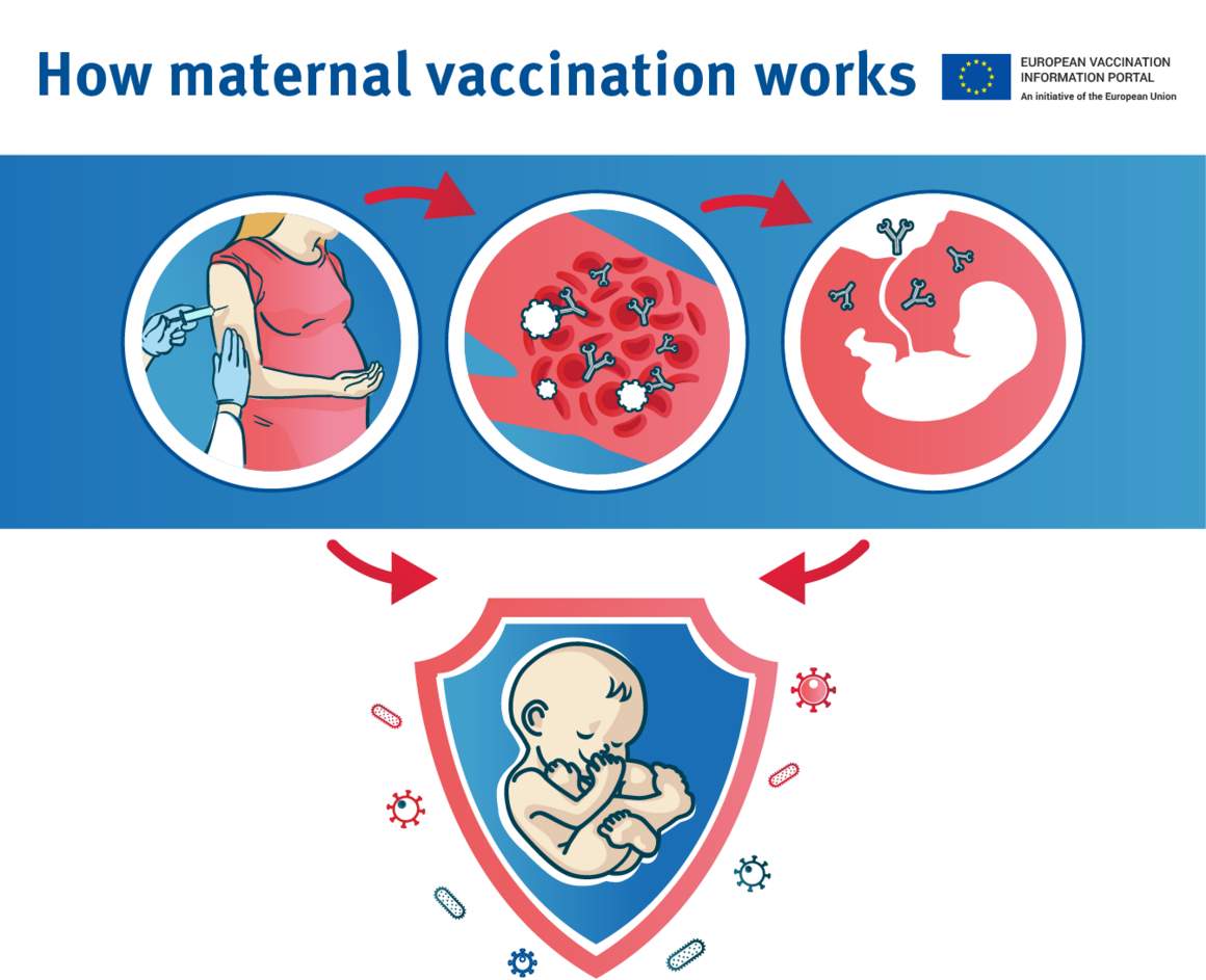 how maternal vaccination works