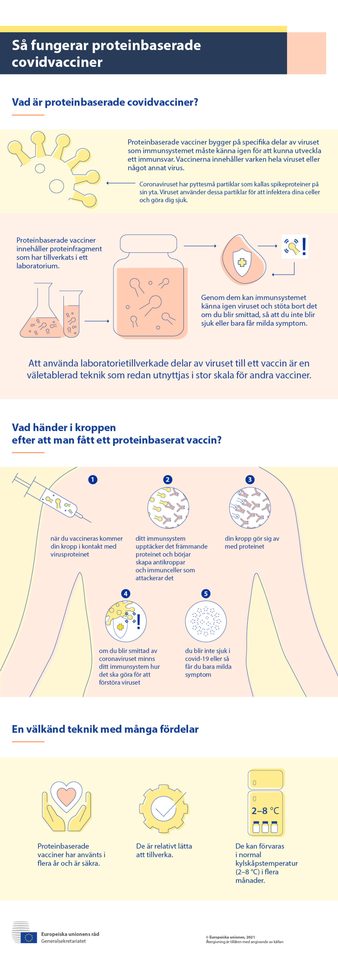 Infografik - Så fungerar proteinbaserade covidvacciner