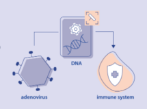 Viral vaccines H